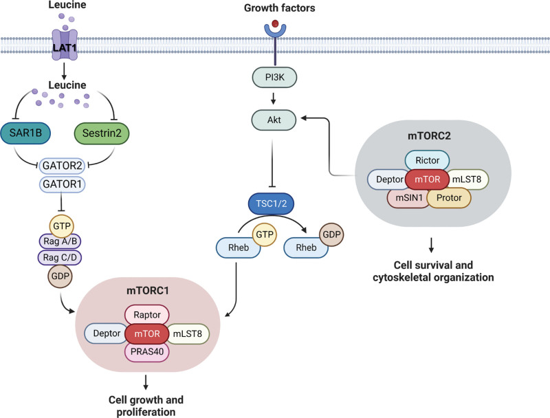 The emerging role of the branched chain aminotransferases, BCATc and BCATm, for anti-tumor T-cell immunity.