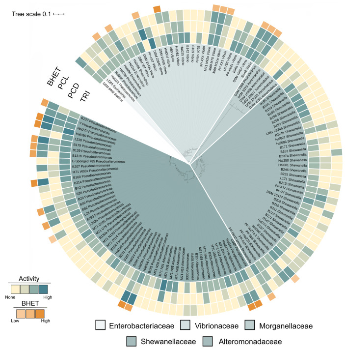 Bioprospecting for polyesterase activity relevant for PET degradation in marine Enterobacterales isolates.