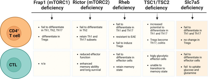 The emerging role of the branched chain aminotransferases, BCATc and BCATm, for anti-tumor T-cell immunity.