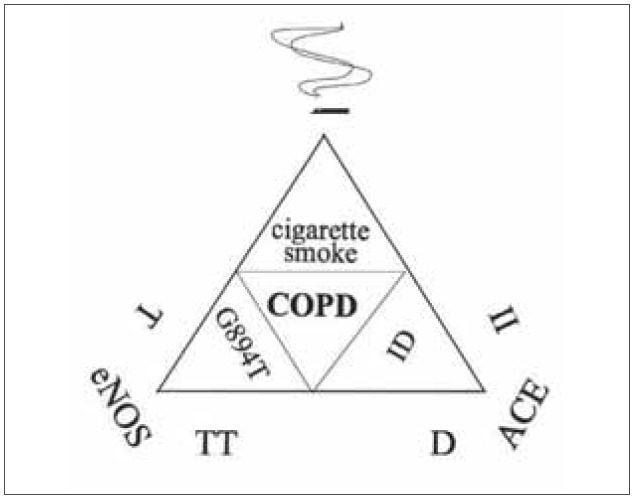 Interactions of the eNOS and ACE genes and cigarette smoking in chronic obstructive pulmonary disease.