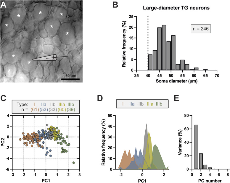 Non-nociceptive and nociceptive-like trigeminal Aβ-afferent neurons of rats: Distinct electrophysiological properties, mechanical and chemical sensitivity.