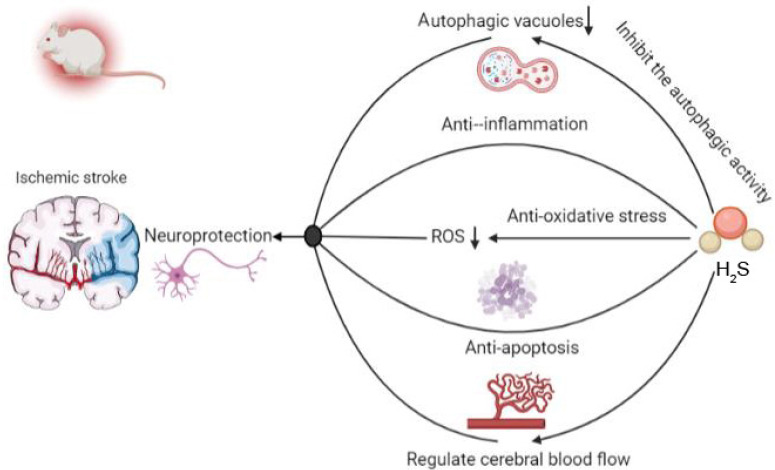 Therapeutic applications of hydrogen sulfide and novel donors for cerebral ischemic stroke: a narrative review.