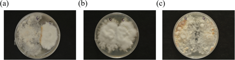 Metabolomics analysis of mycelial exudates provides insights into fungal antagonists of <i>Armillaria</i>.