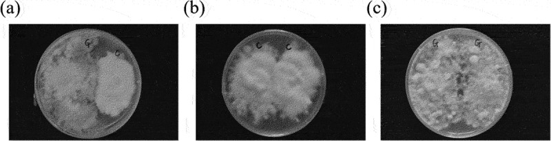 Metabolomics analysis of mycelial exudates provides insights into fungal antagonists of <i>Armillaria</i>.