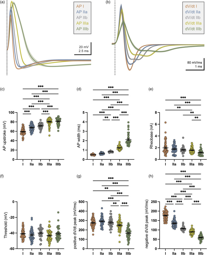 Non-nociceptive and nociceptive-like trigeminal Aβ-afferent neurons of rats: Distinct electrophysiological properties, mechanical and chemical sensitivity.