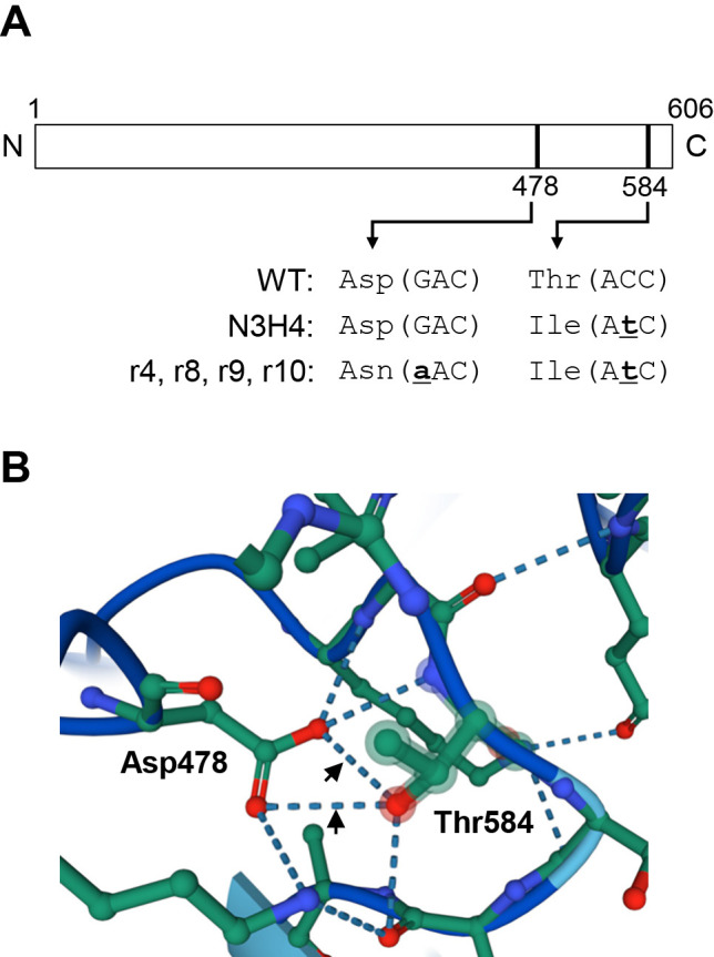 NAD<sup>+</sup> Synthetase is Required for Free-living and Symbiotic Nitrogen Fixation in the Actinobacterium Frankia casuarinae.