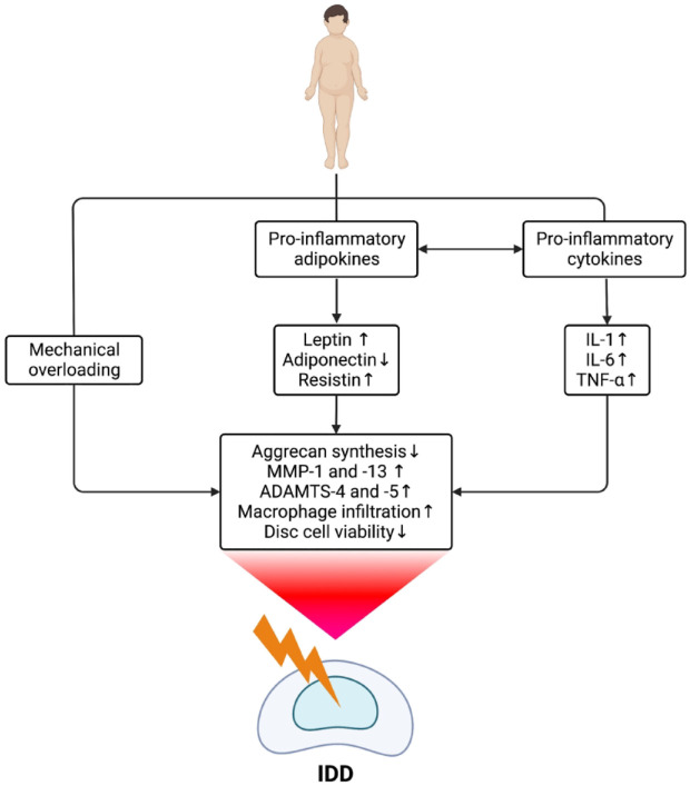 The burden of low back pain in children and adolescents with overweight and obesity: from pathophysiology to prevention and treatment strategies.