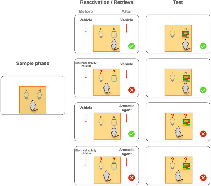 Transforming experiences: Neurobiology of memory updating/editing.