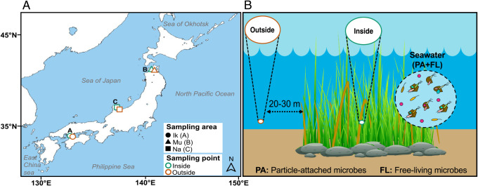 Particle-attached Microbes in Eelgrass Vegetation Areas Differ in Community Structure Depending on the Distance from the Eelgrass Bed.