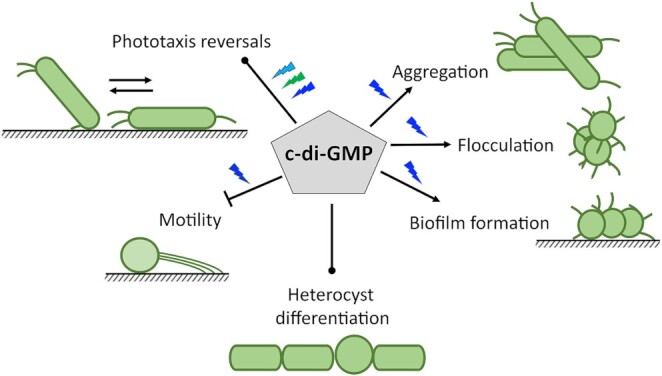 Control of light-dependent behaviour in cyanobacteria by the second messenger cyclic di-GMP.