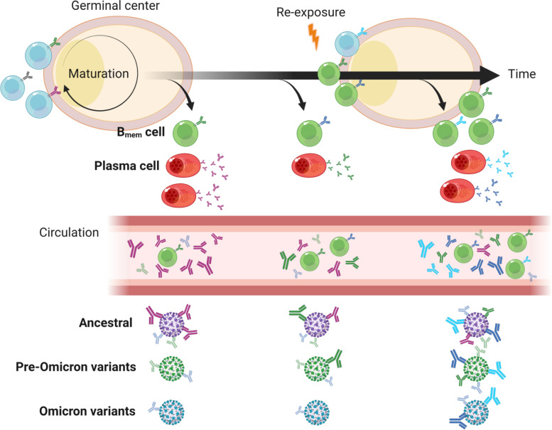 Humoral immunity for durable control of SARS-CoV-2 and its variants.