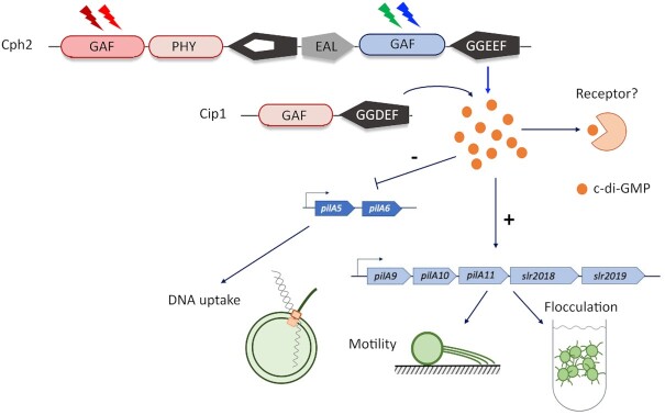 Control of light-dependent behaviour in cyanobacteria by the second messenger cyclic di-GMP.