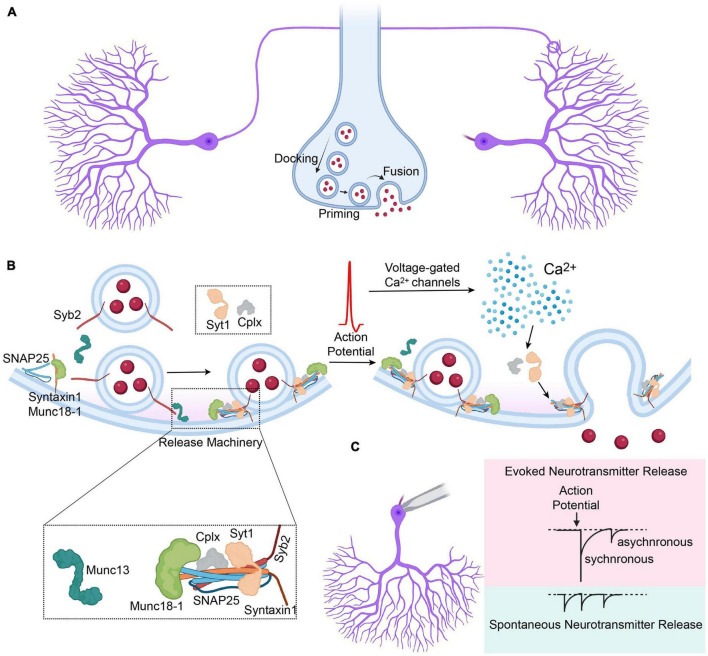 Genetic disorders of neurotransmitter release machinery.