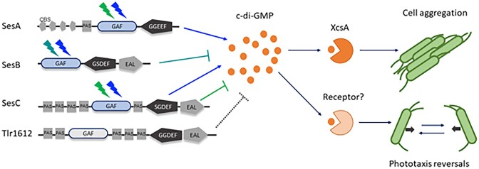 Control of light-dependent behaviour in cyanobacteria by the second messenger cyclic di-GMP.