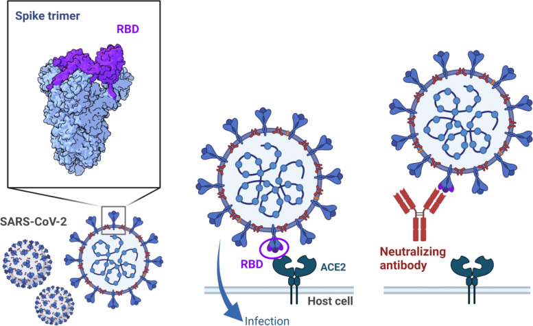 Humoral immunity for durable control of SARS-CoV-2 and its variants.