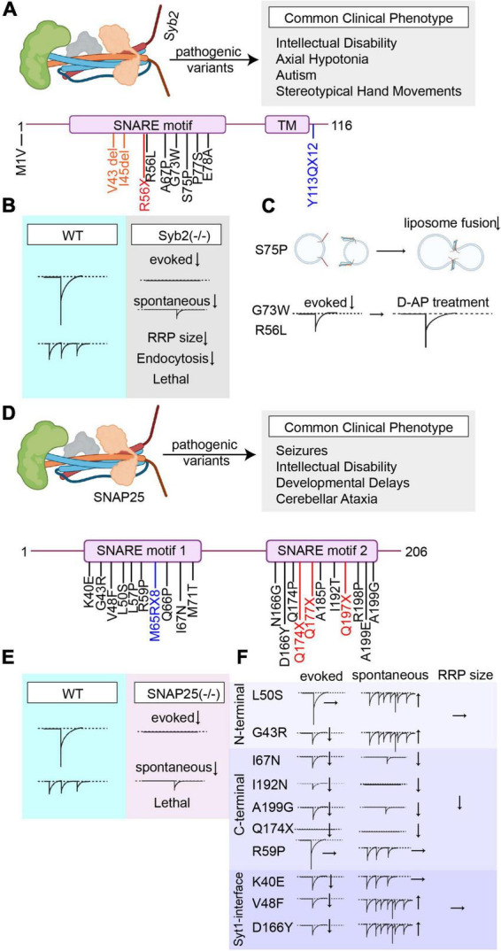 Genetic disorders of neurotransmitter release machinery.