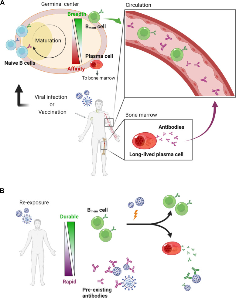 Humoral immunity for durable control of SARS-CoV-2 and its variants.