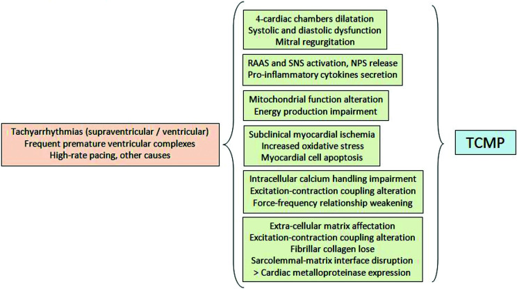 Emerging concepts in heart failure management and treatment: focus on tachycardia-induced cardiomyopathy.