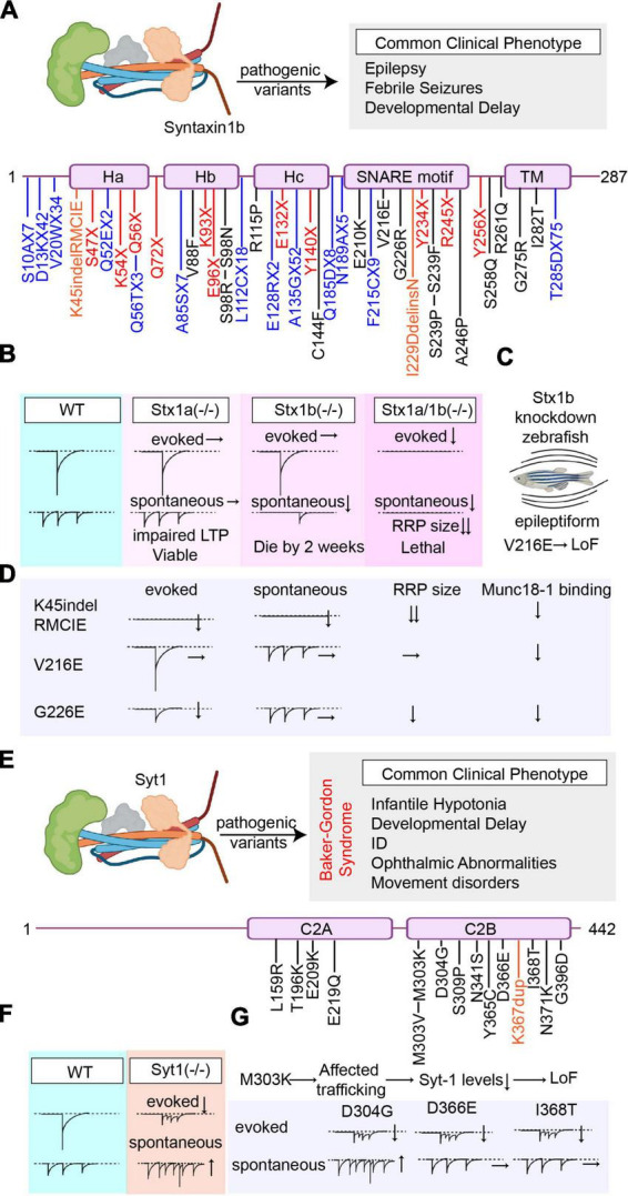 Genetic disorders of neurotransmitter release machinery.