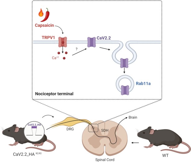 Some Like It Hot: Dynamic Control of Cav2.2 Channels By Chili Peppers.