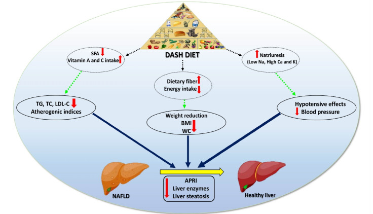 The effect of DASH diet on atherogenic indices, pro-oxidant-antioxidant balance, and liver steatosis in obese adults with non-alcoholic fatty liver disease: A double-blind controlled randomized clinical trial.