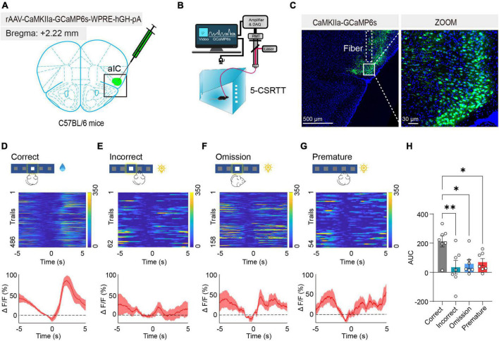 CaMKIIα neurons in the anterior insular cortex regulate attention behavior in mice.