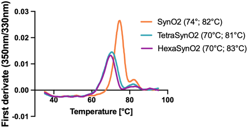 Multivalent design of the monoclonal SynO2 antibody improves binding strength to soluble α-Synuclein aggregates.