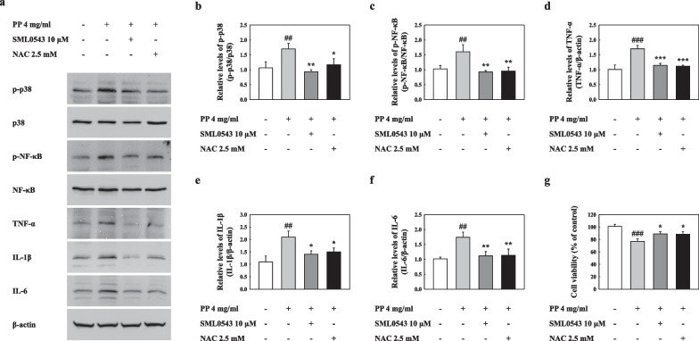 Polypropylene nanoplastic exposure leads to lung inflammation through p38-mediated NF-κB pathway due to mitochondrial damage.