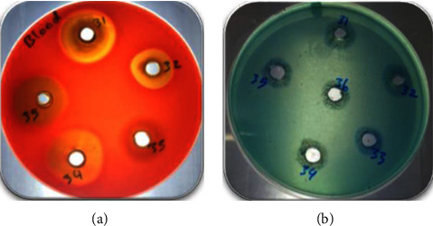 Optimization and Chemical Characterization of Biosurfactant Produced from a Novel <i>Pseudomonas guguanensis</i> Strain Iraqi ZG.K.M.