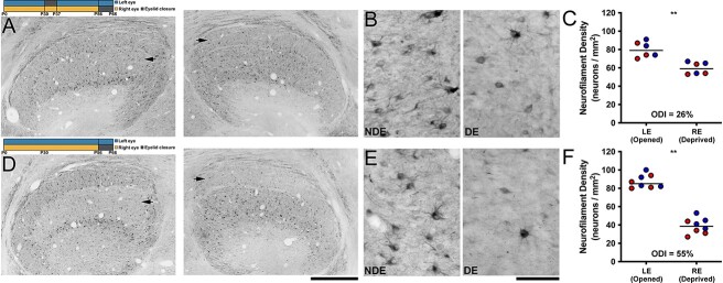 Early monocular deprivation reduces the capacity for neural plasticity in the cat visual system.