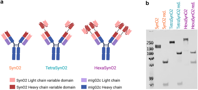 Multivalent design of the monoclonal SynO2 antibody improves binding strength to soluble α-Synuclein aggregates.