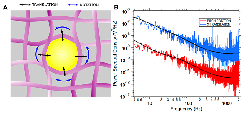 Comparison of translational and rotational modes towards passive rheology of the cytoplasm of MCF-7 cells using optical tweezers.