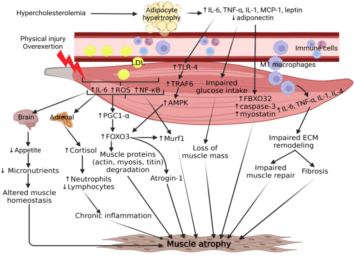 Cholesterol: An Important Determinant of Muscle Atrophy in Astronauts.