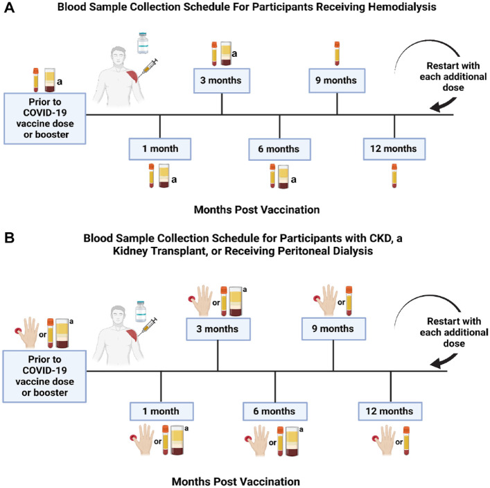 Determining the Longitudinal Serologic Response to COVID-19 Vaccination in the Chronic Kidney Disease Population: A Clinical Research Protocol.