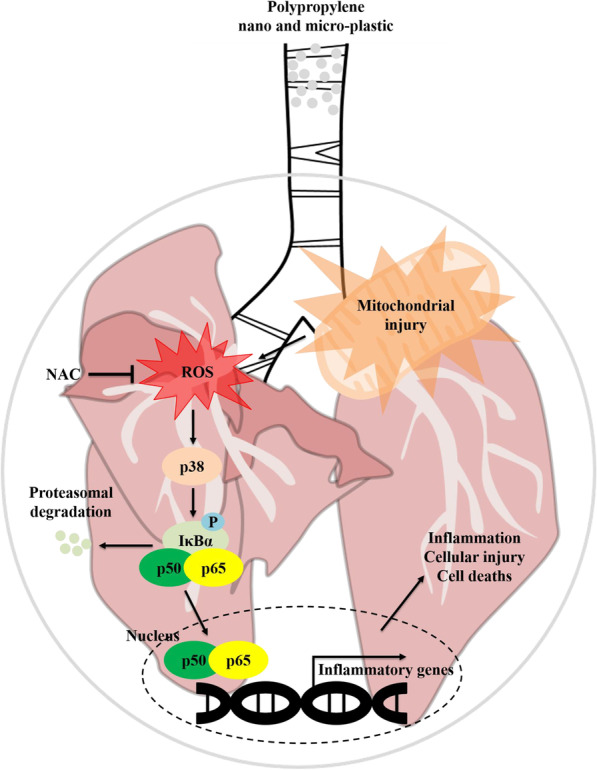 Polypropylene nanoplastic exposure leads to lung inflammation through p38-mediated NF-κB pathway due to mitochondrial damage.