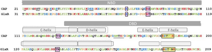 Structural and functional diversity of bacterial cyclic nucleotide perception by CRP proteins.