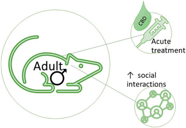 Acute cannabidiol treatment enhances social interaction in adult male mice.