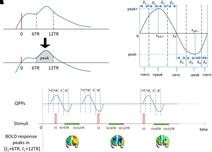 The interaction between random and systematic visual stimulation and infraslow quasiperiodic spatiotemporal patterns of whole brain activity.