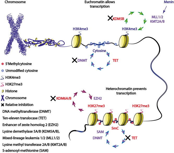 The role of DNA methylation in human pancreatic neuroendocrine tumours.