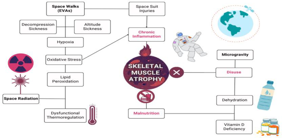 Cholesterol: An Important Determinant of Muscle Atrophy in Astronauts.