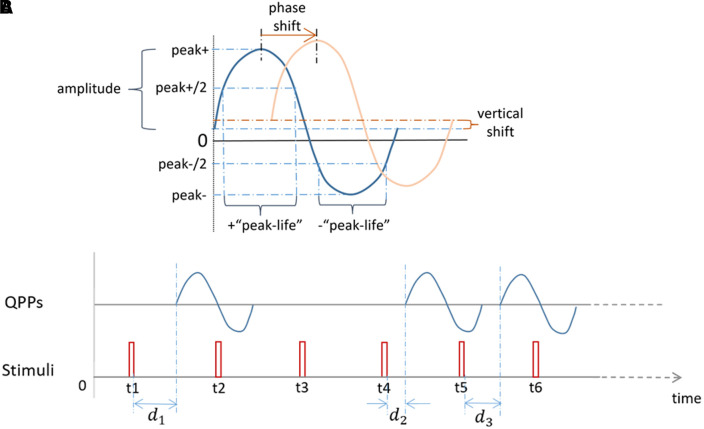 The interaction between random and systematic visual stimulation and infraslow quasiperiodic spatiotemporal patterns of whole brain activity.