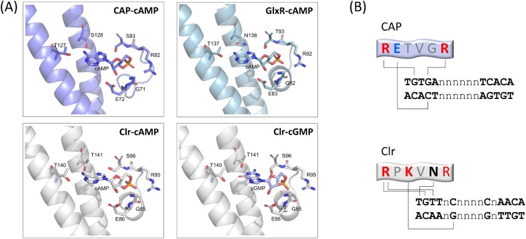 Structural and functional diversity of bacterial cyclic nucleotide perception by CRP proteins.