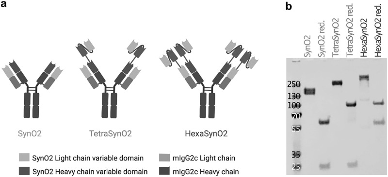 Multivalent design of the monoclonal SynO2 antibody improves binding strength to soluble α-Synuclein aggregates.