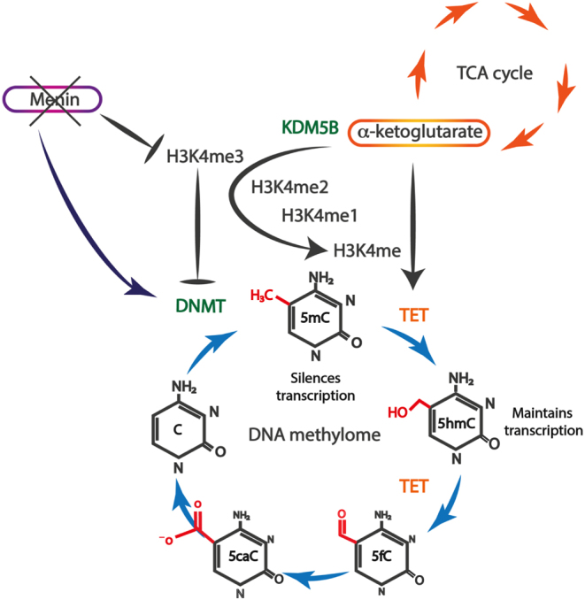 The role of DNA methylation in human pancreatic neuroendocrine tumours.