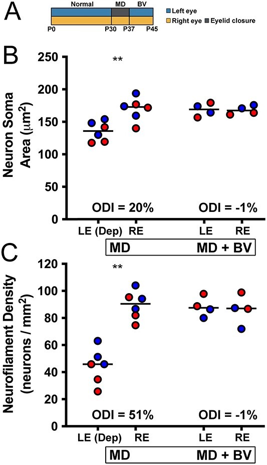 Early monocular deprivation reduces the capacity for neural plasticity in the cat visual system.