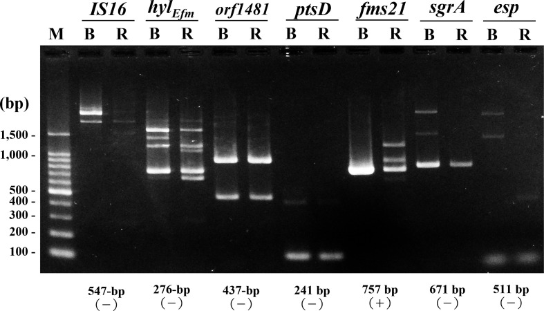 <i>Enterococcus faecium</i> 129 BIO 3B is classified as <i>Enterococcus lactis</i> 129 BIO 3B.