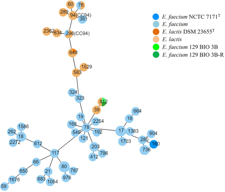 <i>Enterococcus faecium</i> 129 BIO 3B is classified as <i>Enterococcus lactis</i> 129 BIO 3B.