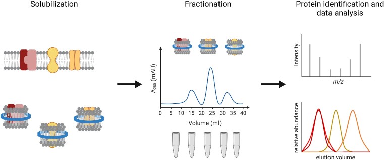 Characterization of a soluble library of the <i>Pseudomonas aeruginosa</i> PAO1 membrane proteome with emphasis on c-di-GMP turnover enzymes.