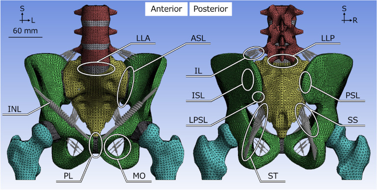 Numerical analysis of the effects of padded pelvic belts as a treatment for sacroiliac joint dysfunction.