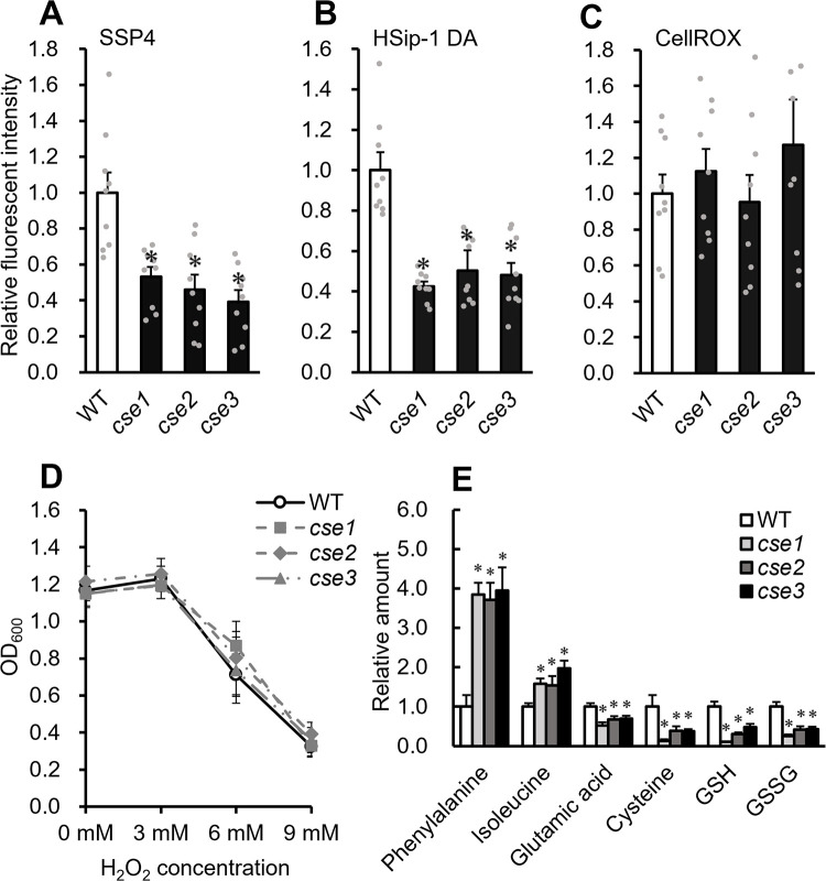 Reactive Sulfur Species Produced by Cystathionine γ-lyase Function in the Establishment of Mesorhizobium loti-Lotus japonicus Symbiosis.